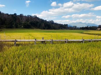 Scenic view of field against sky