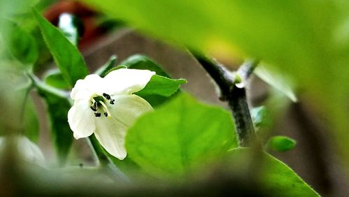 Close-up of white flowers