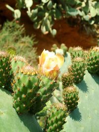 Close-up of succulent plant