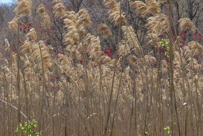 Full frame shot of plants growing on field