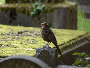 Bird perching on a plinth 