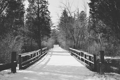 Walkway leading towards trees