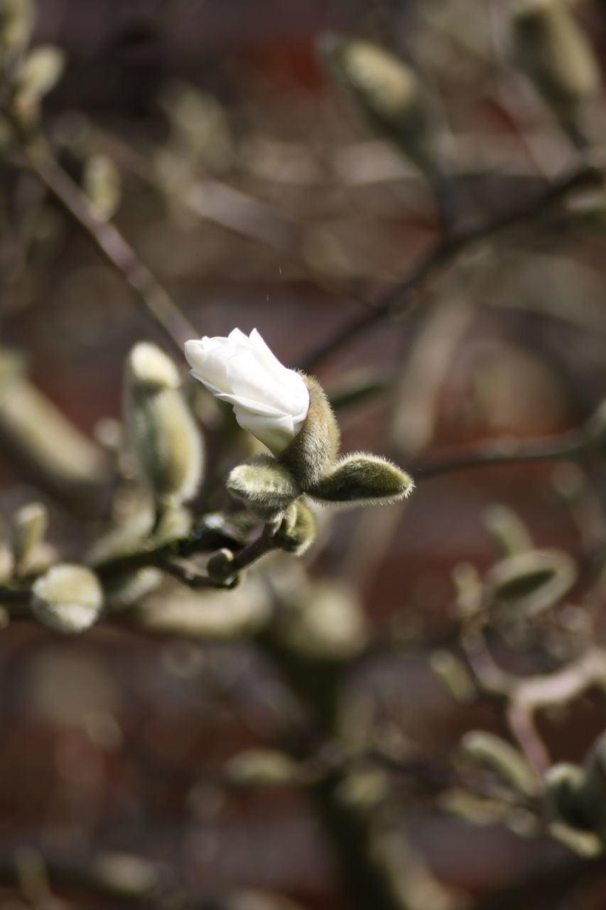 nature, growth, flower, beauty in nature, fragility, freshness, close-up, petal, no people, tree, outdoors, flower head, day, plum blossom