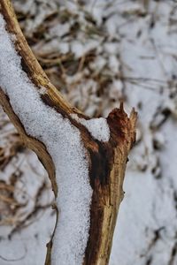 Close-up of lizard on snow