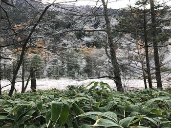 Trees in forest against sky