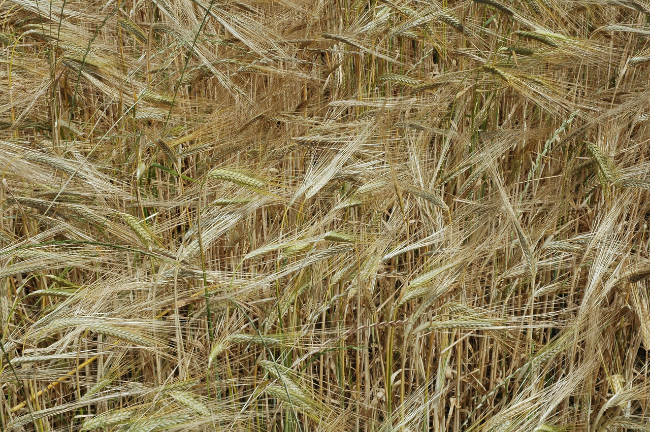 CLOSE-UP OF STALKS IN FIELD