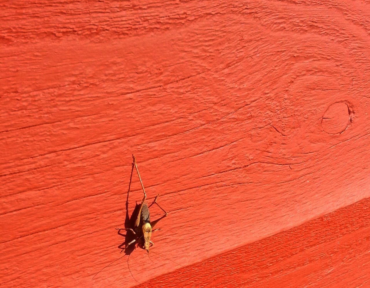 red, insect, textured, close-up, wall - building feature, full frame, high angle view, backgrounds, pattern, wall, no people, day, outdoors, brown, one animal, nature, wildlife, detail, animal themes, orange color