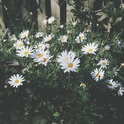 Close-up of white daisy flowers