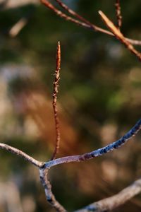 Close-up of plant on twig