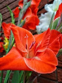 Close-up of orange day lily blooming outdoors