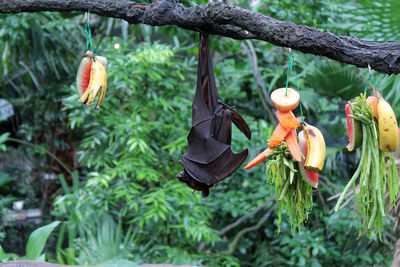 Close-up of bat hanging on tree