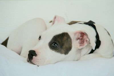 Close-up of dog resting on bed at home