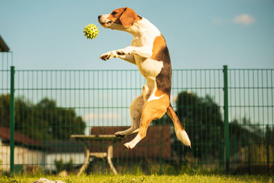 Dog jumping