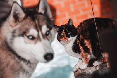 Close-up of two cats looking away