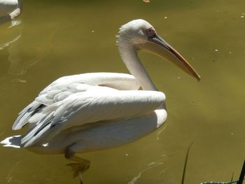 View of birds in water