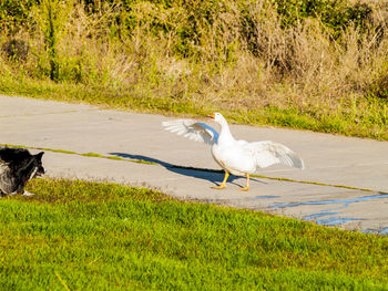 Bird on grass