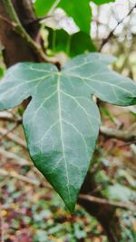 Close-up of leaf