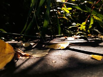 Close-up of dry leaves on ground