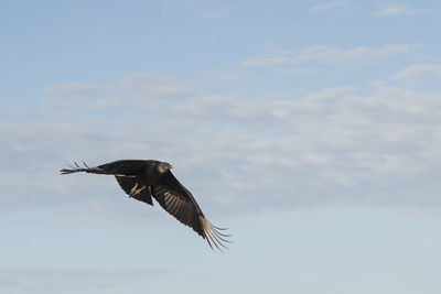 Low angle view of eagle flying in sky