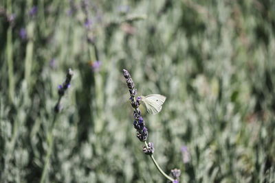 Close-up of butterfly on flower