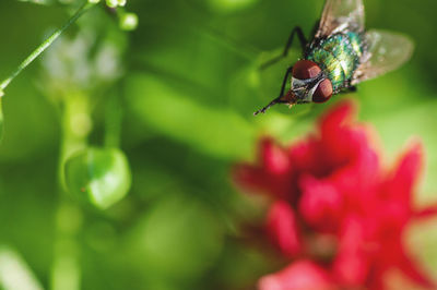 Close-up of butterfly pollinating on flower