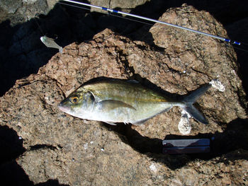 High angle view of fish on rock