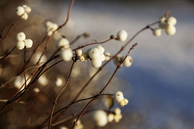 Close-up of flowers growing on tree against sky