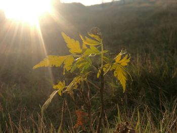 Close-up of yellow plants growing on field against sky