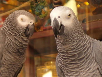 Close-up of birds