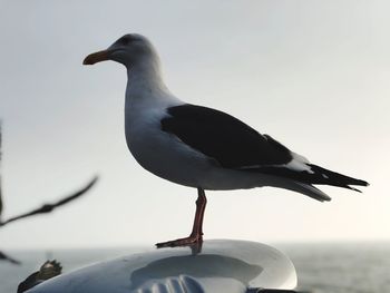 Close-up of seagull perching on a sea against sky