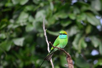 Close-up of a bird perching on branch