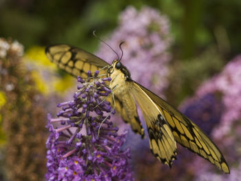 Close-up of butterfly pollinating on purple flower