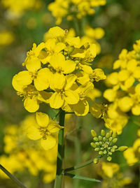 Close-up of yellow flower