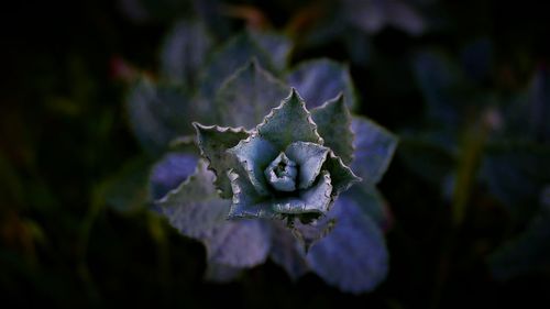 Close-up of flower