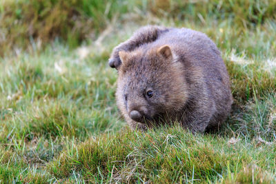 Close-up of bear on grassy field