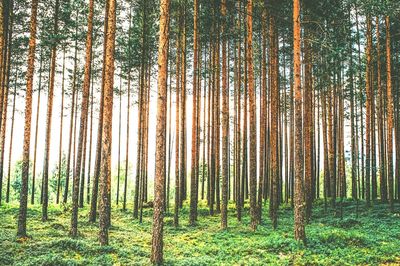 Tall trees in forest in a sunny day