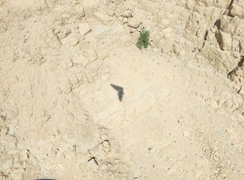 High angle view of lizard on sand at beach