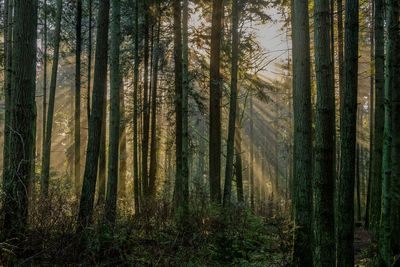 Pine trees in forest