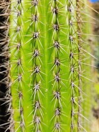 Full frame shot of cactus