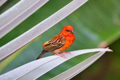 Close-up of bird perching on leaf