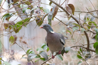 Close-up of bird perching on tree
