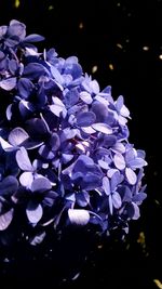 Close-up of purple hydrangea flowers