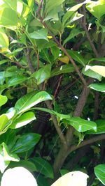 Close-up of insect on plant