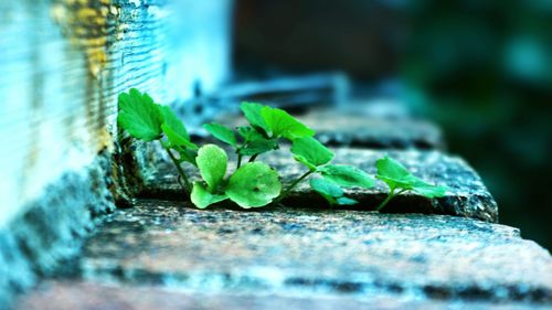 Close-up of green leaf on wood