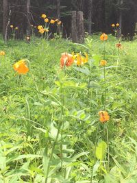 Close-up of flowers blooming in field