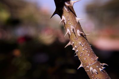 Close-up of wet lizard on leaf