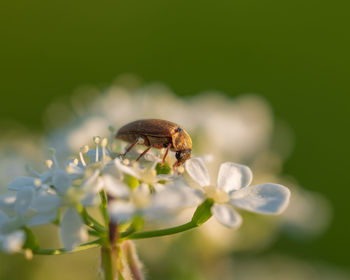 Close-up of insect on flower