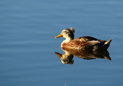 Mallard duck swimming in lake during sunny day