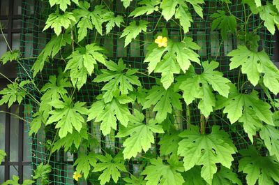 Close-up of fresh green leaves
