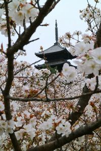 Low angle view of cherry blossom tree